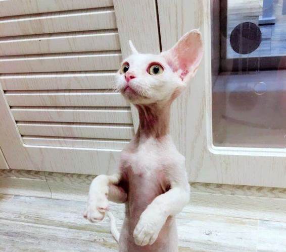 德文卷毛猫