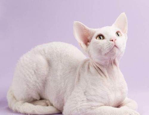 德文卷毛猫