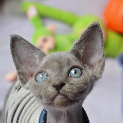 德文卷毛猫