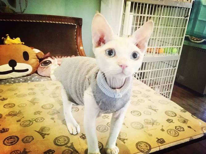 德文卷毛猫