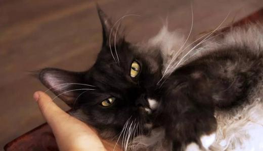蒂凡尼猫