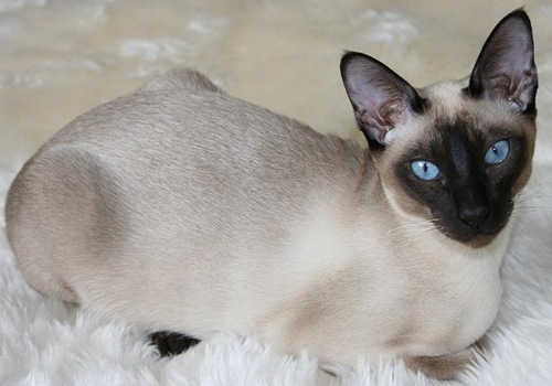 东奇尼猫
