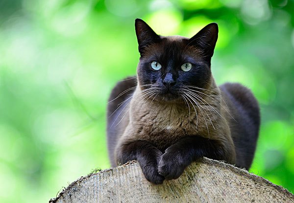 东奇尼猫