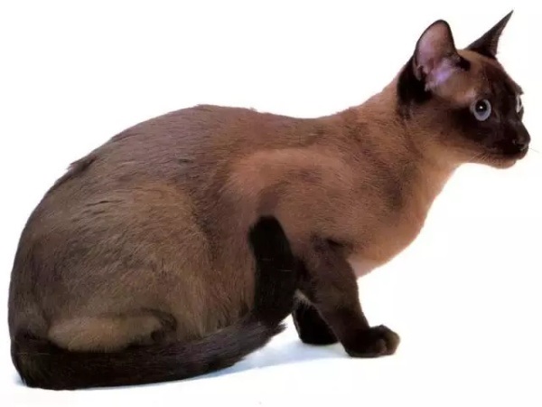 东奇尼猫