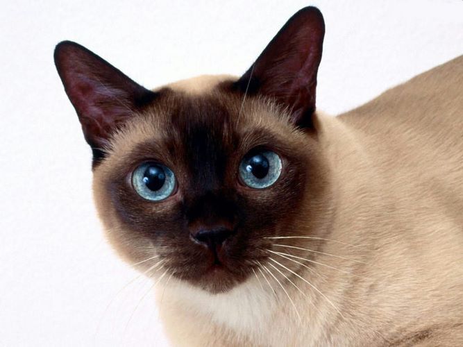 东奇尼猫