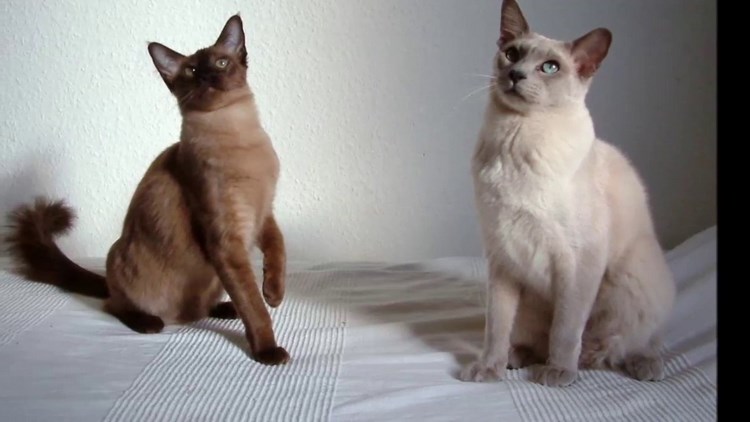 东奇尼猫