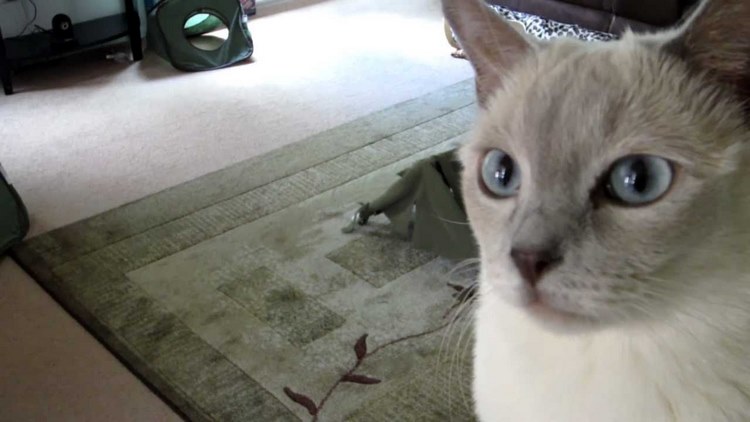东奇尼猫