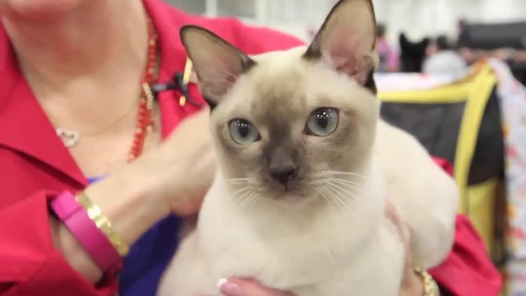 东奇尼猫