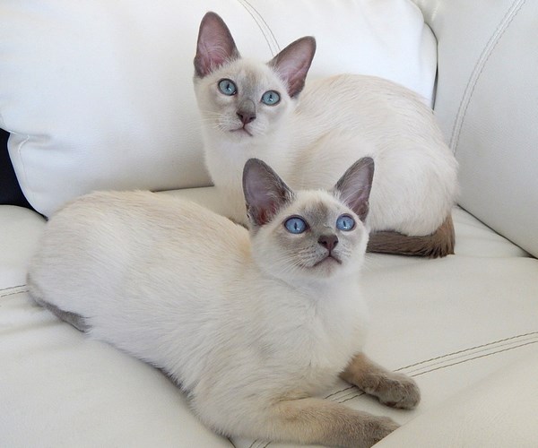 东奇尼猫