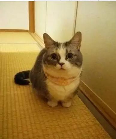 短腿猫