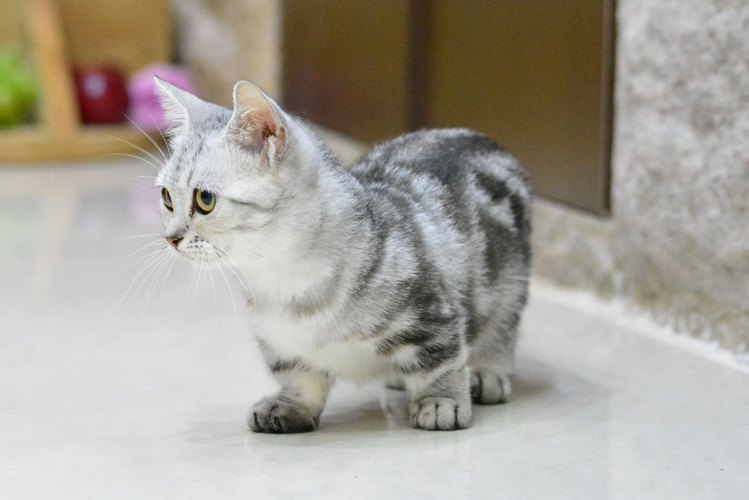 短腿猫
