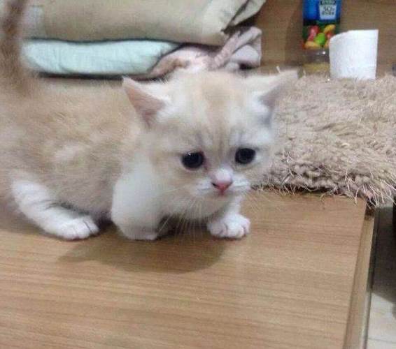 短腿猫