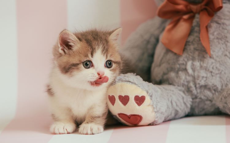 短腿猫
