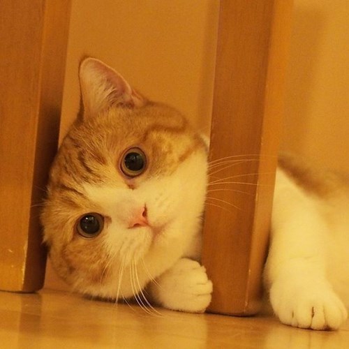 短腿猫