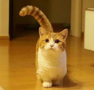 短腿猫