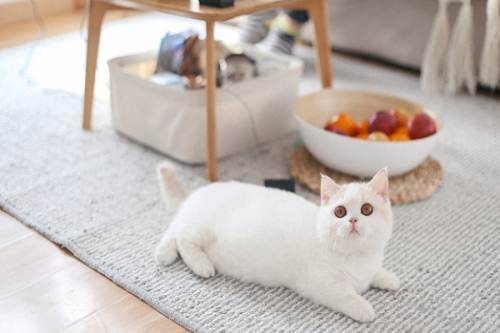 短腿猫