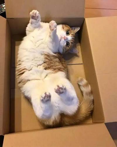 短腿猫