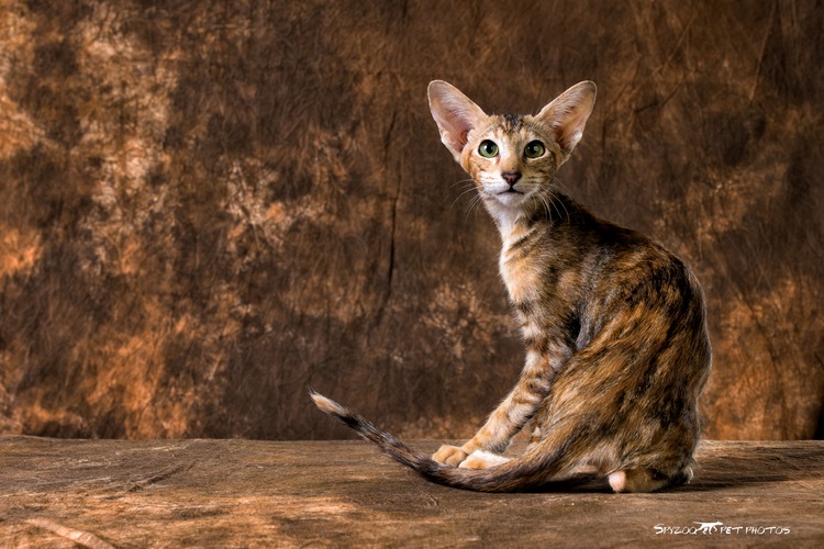 东方短毛猫