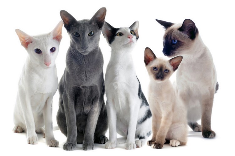 东方短毛猫