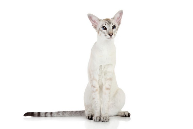 东方短毛猫