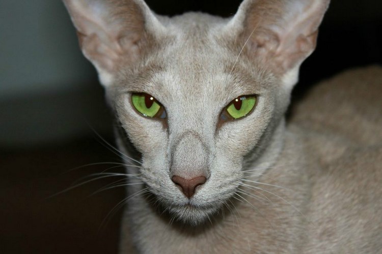 东方短毛猫