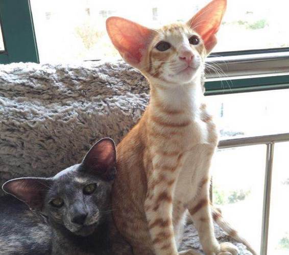 东方短毛猫