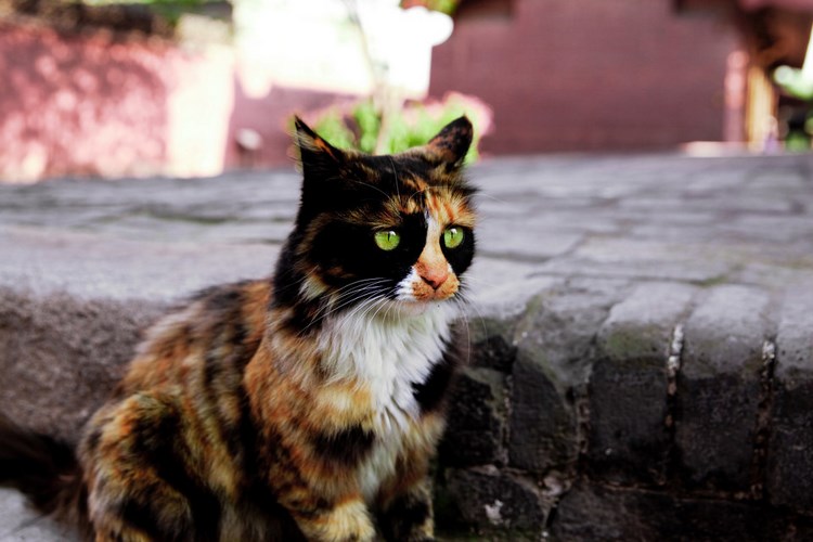 德国莱克斯猫