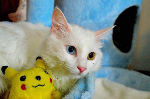 德国莱克斯猫