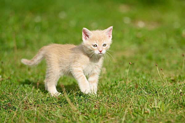 德国莱克斯猫
