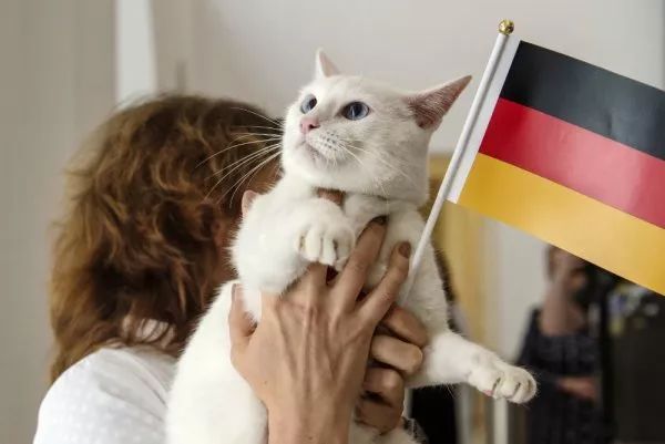 德国莱克斯猫