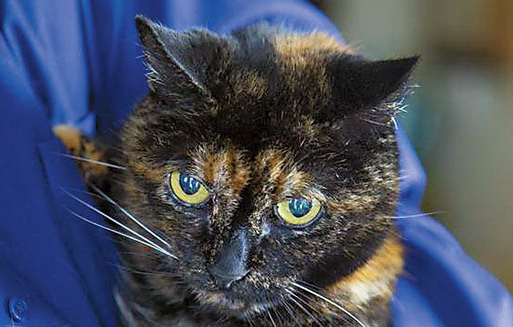 蒂法尼猫