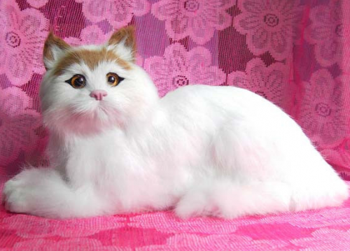 蒂法尼猫