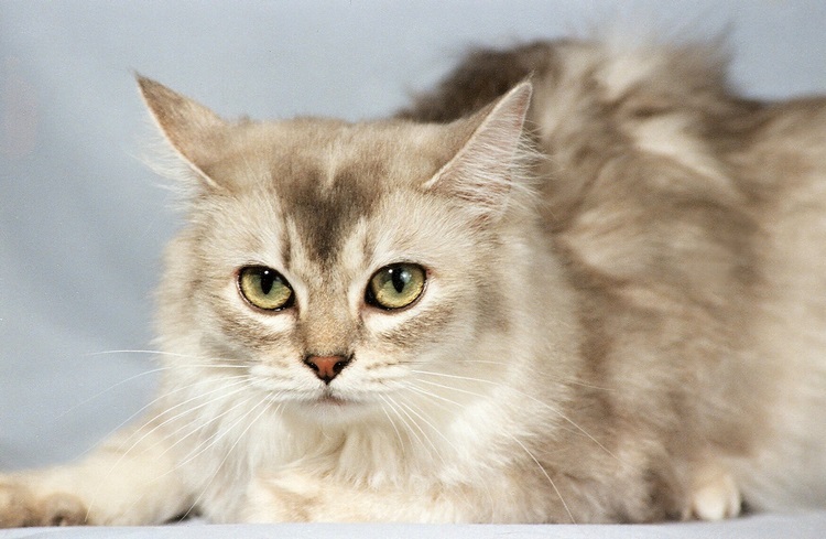 蒂法尼猫