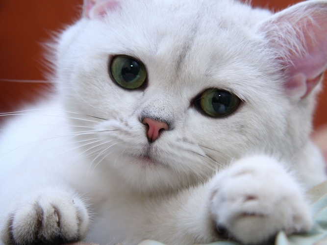 蒂法尼猫