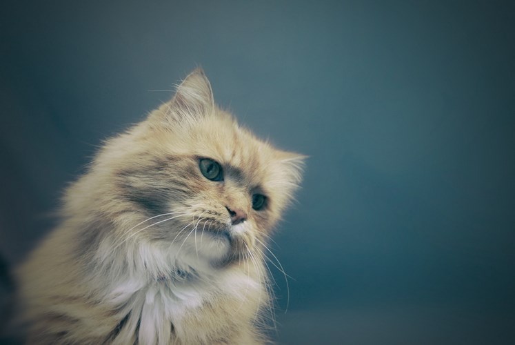 蒂法尼猫