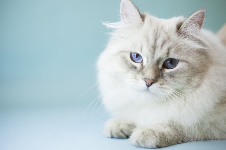 蒂法尼猫