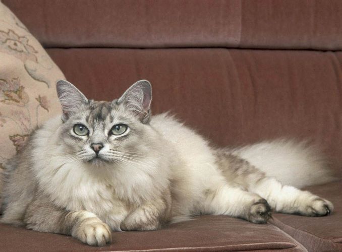 蒂法尼猫