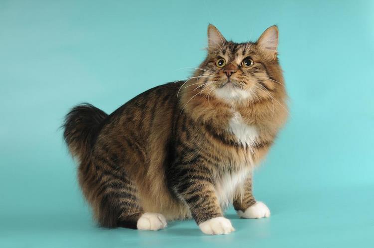 蒂法尼猫