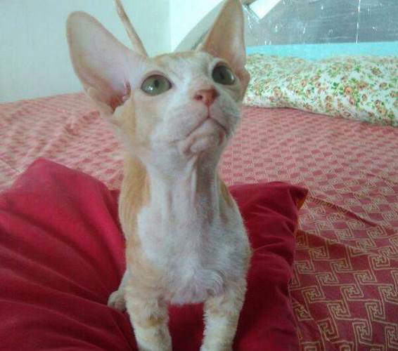 德文帝王猫