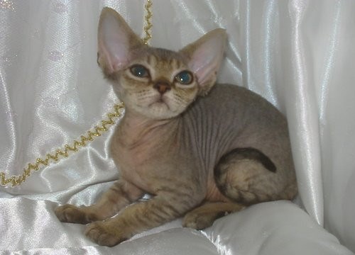 德文帝王猫