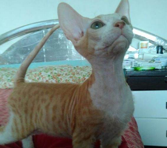 德文帝王猫