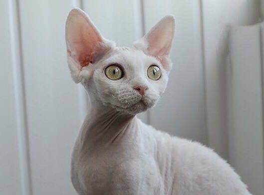 德文帝王猫