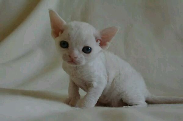 德文帝王猫