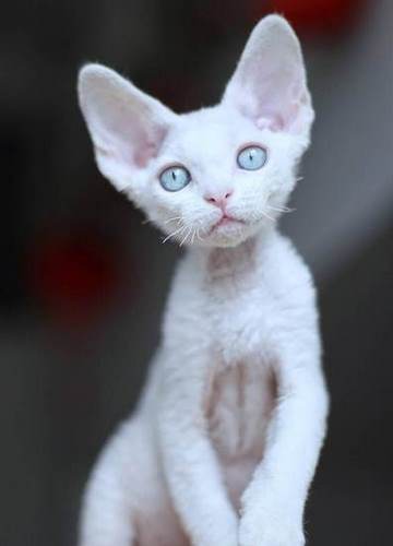 德文帝王猫