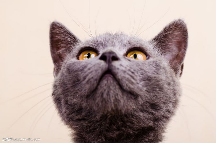 俄罗斯蓝猫