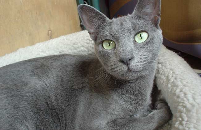俄罗斯蓝猫