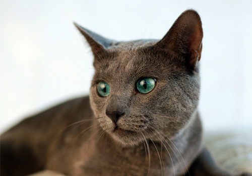 俄罗斯蓝猫
