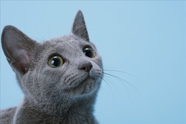 俄罗斯蓝猫