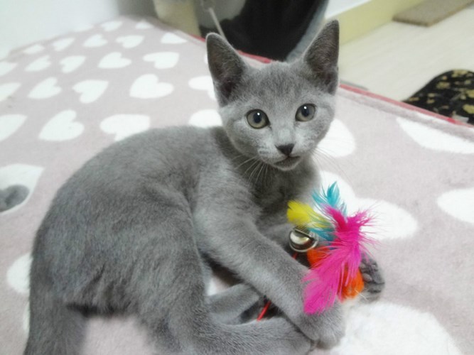 俄罗斯蓝猫