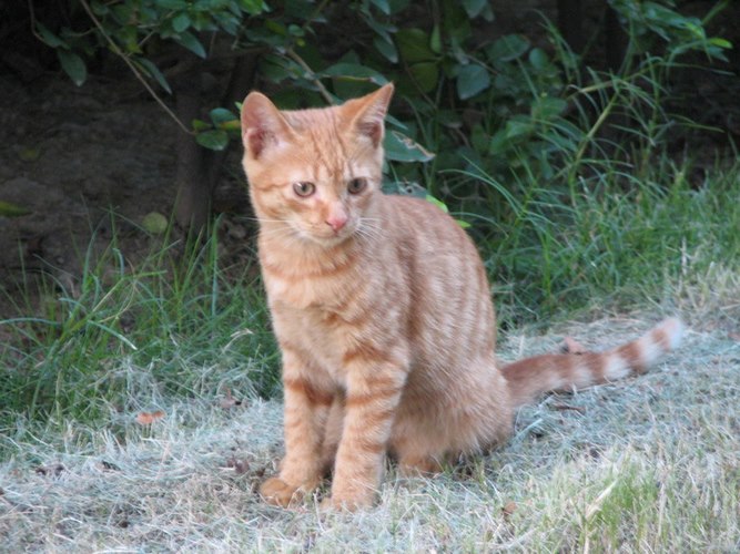 非洲狮子猫